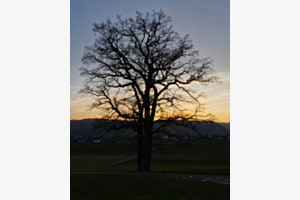 Doppeleiche im Abendlicht