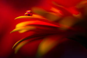 Sommerfarben