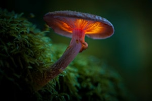 Glowing in the dark