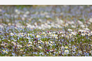 champ de fleurs