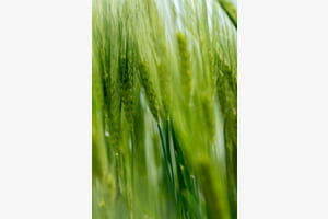 Tanz im Getreidefeld