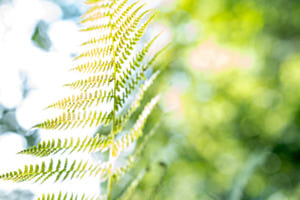 Inspired by Nature