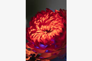 Fire Flower