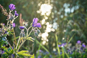 Blumen im Gegenlicht