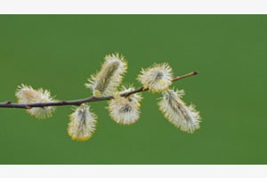 Bourgeons