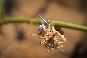A Bugs Life - corn cricket