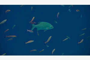 Im blauen Wasser