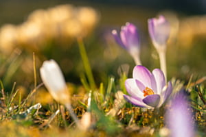 Frühling