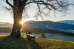 Sonnenaufgang beim Lieblingsbaum