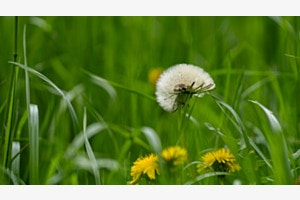 Vergangenes und Blühendes