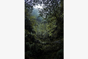 Selva Oscura - Dark Wood