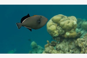 Schwarzer Fisch im blauen Wasser