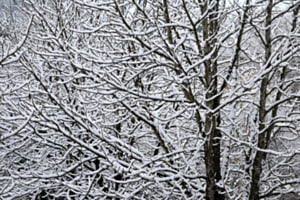 Vom Winter verzaubert