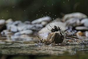 Zaunkönig im Badeglück