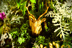 Goldiger Hirsch