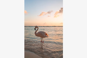 Dreamy sunset on Aruba
