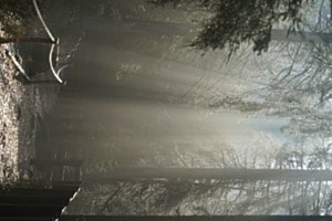 Foggy Forest 