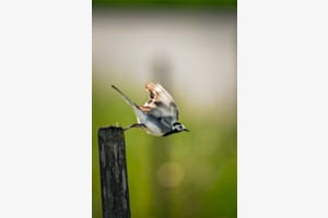 Bachstelze Bachstelze