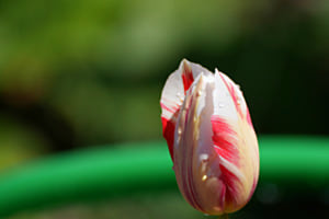 tulipe