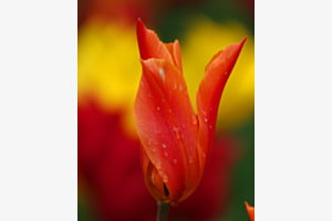 tulipe