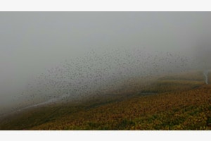 Lavaux et Brume