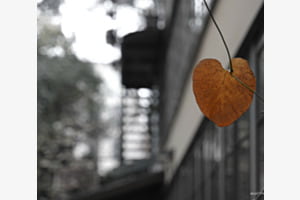 Herbstblatt
