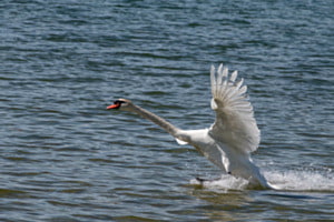 Im Landeanflug