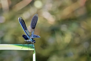 Naturschönheit