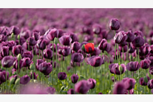 Violetter Schlafmohn 