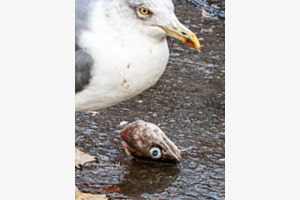 Fisch und Vogel
