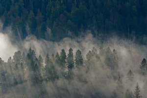 Nebel im Tannenwald
