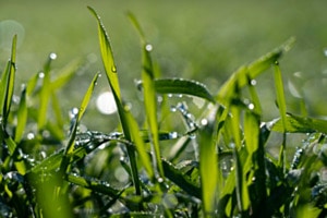 Nach dem Regen