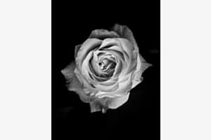 Blickfang Rose