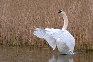 Naturschönheit in Aktion