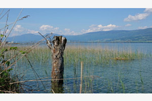 Arbre et eau