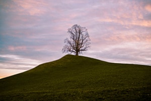 Baum im Morgenrot
