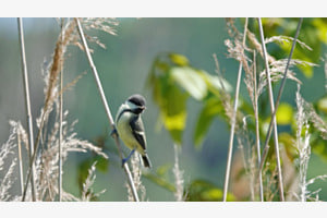 Mésange charbonnière