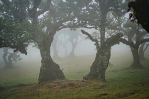 Lorbeerwald im Nebel