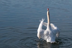 Faszinierende Pose
