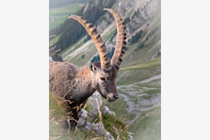 König der Berge König der Berge