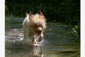 französischer Wasserhund in seinem Element