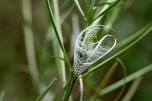 die Fäden der Natur