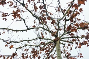 Baum im Herbstkleid
