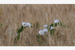 Fleurs et blé 