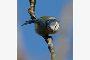 Blaumeise