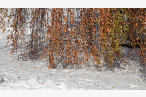 Feuilles