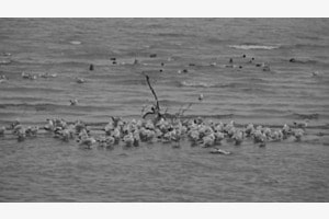 Mouettes