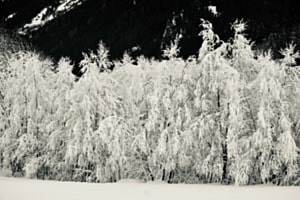 Winterwald