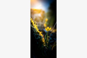 Sonnenuntergang im Sommer 