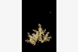Lichter im Baum und Mond im Himmel